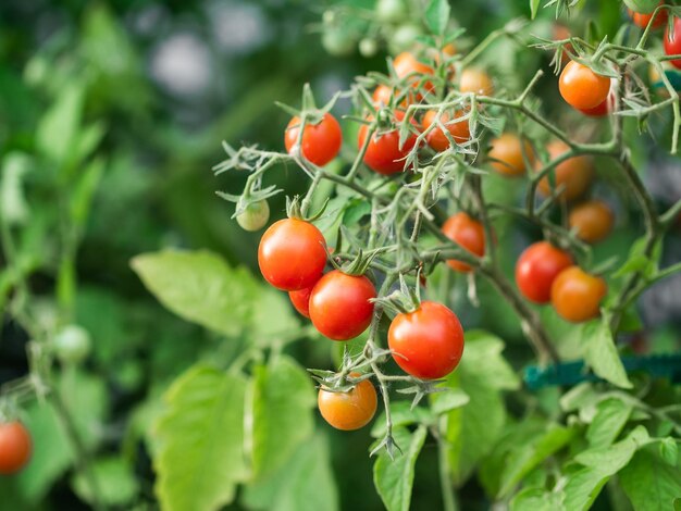 Planta de tomate madura creciendo Manojo fresco de tomates rojos naturales en una rama en un huerto orgánico