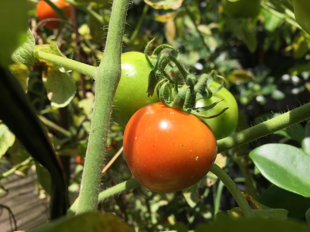 Planta de tomate madura que crece en el jardín de la casa. Manojo de tomates rojos naturales frescos en una rama en org