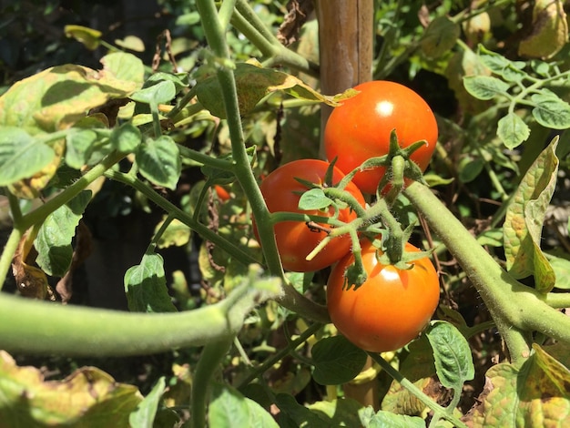Planta de tomate madura que crece en el jardín de la casa. Manojo de tomates rojos naturales frescos en una rama en org