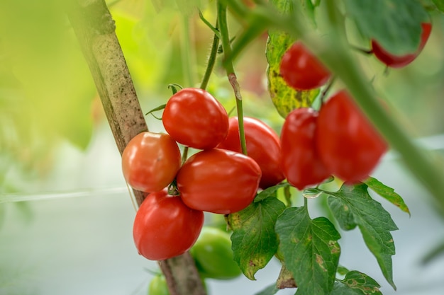 Planta de tomate madura que crece en el jardín deliciosos tomates rojos amarillos verdes