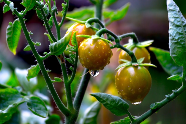 Planta de tomate orgánico que crece en invernadero Manojo fresco de tomates naturales rojos en la planta