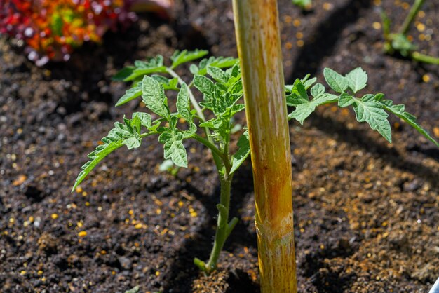 Planta de tomate de plántulas en un huerto