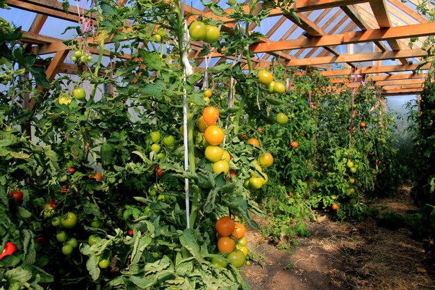 Foto planta de tomate roja madura que crece en invernadero agrícola