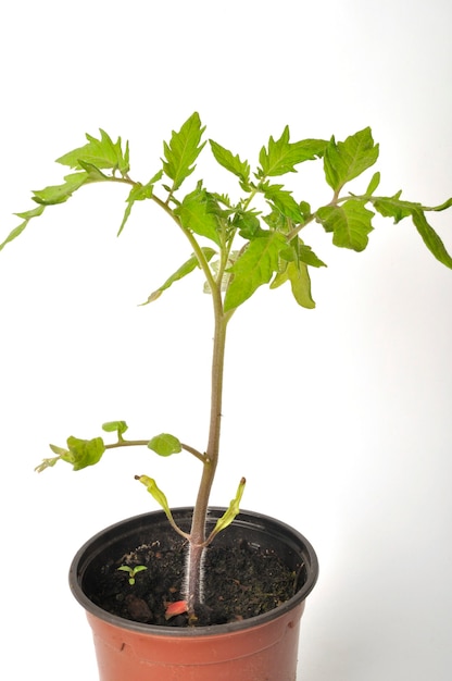 Planta de tomate sobre fondo blanco.