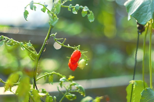 Planta de tomate y tomate maduro contra el fondo de la naturaleza.