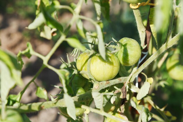 Planta de tomate verde en el jardín