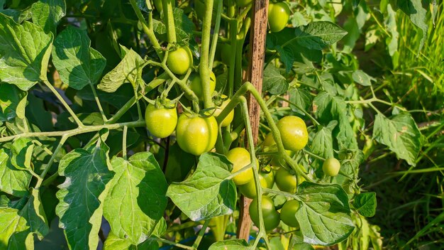 planta de tomate verde