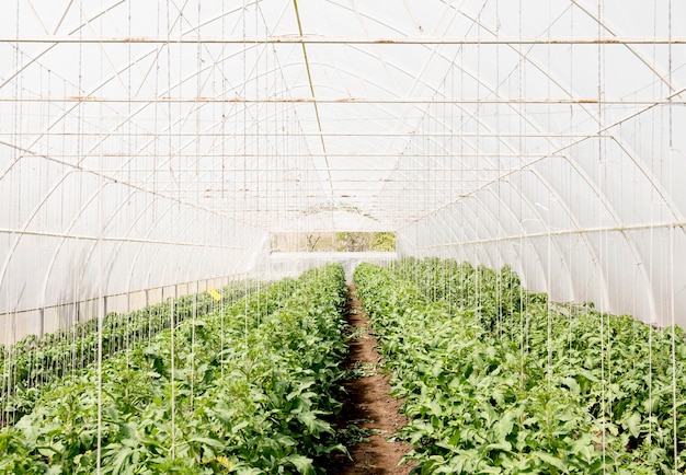 Foto planta de tomates cherry en invernadero