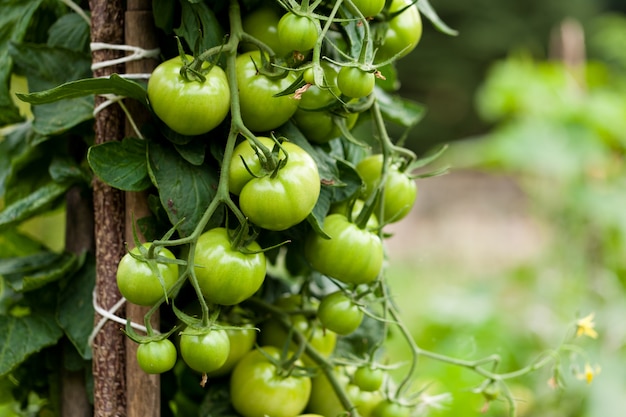 Planta de tomates inmaduros