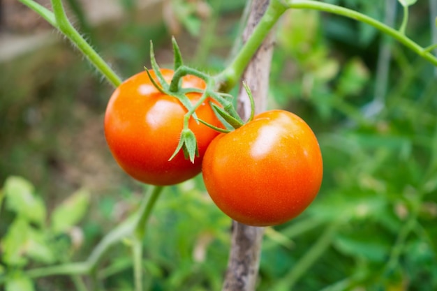 Planta de tomates maduros rojos frescos colgando del crecimiento de la vid en un jardín orgánico listo para cosechar