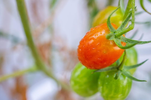 Planta de tomates maduros rojos frescos colgando del crecimiento de la vid en el jardín orgánico listo para cosechar