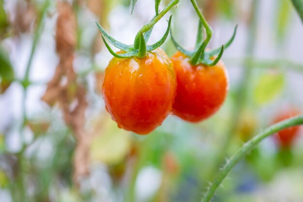 Planta de tomates maduros rojos frescos colgando del crecimiento de la vid en el jardín orgánico listo para cosechar