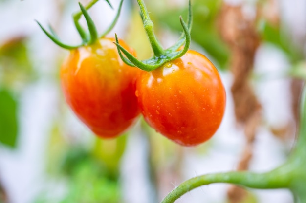 Planta de tomates maduros rojos frescos colgando del crecimiento de la vid en el jardín orgánico listo para cosechar