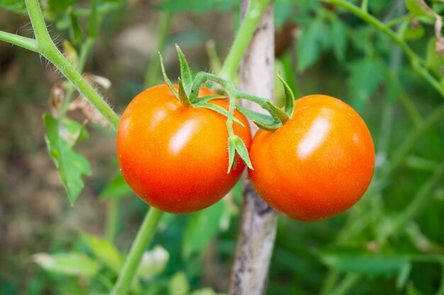 Planta de tomates maduros rojos frescos colgando de la vid