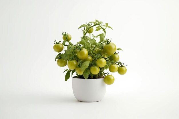 Una planta con tomates verdes en una olla blanca.