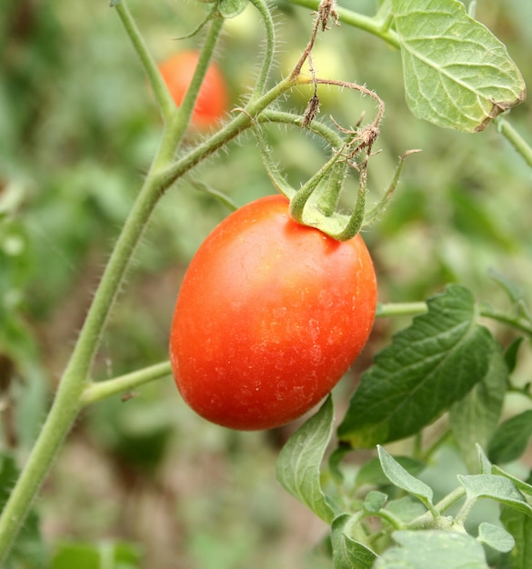 planta de tomates