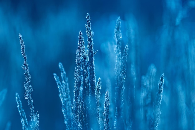 Planta en tonos azules en la naturaleza.