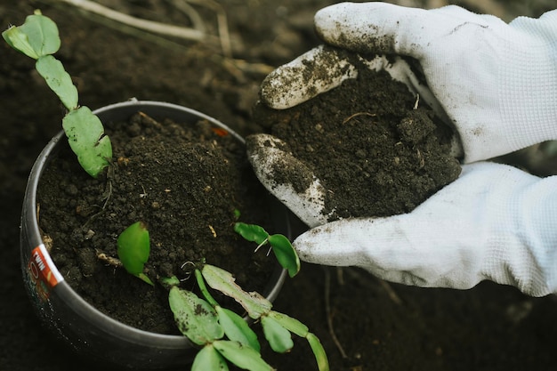 Planta de trasplante de manos de mujer en una maceta nueva