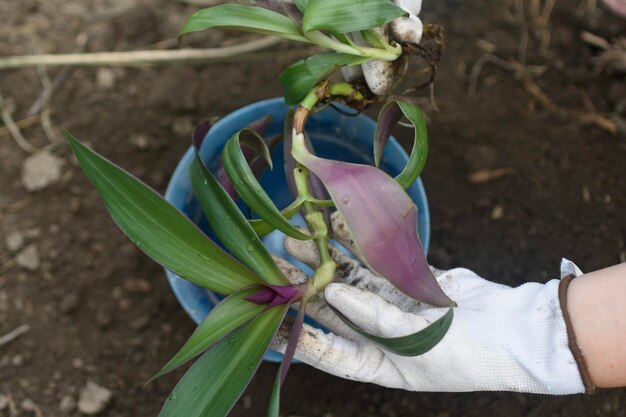 Planta de trasplante de manos de mujer en una maceta nueva