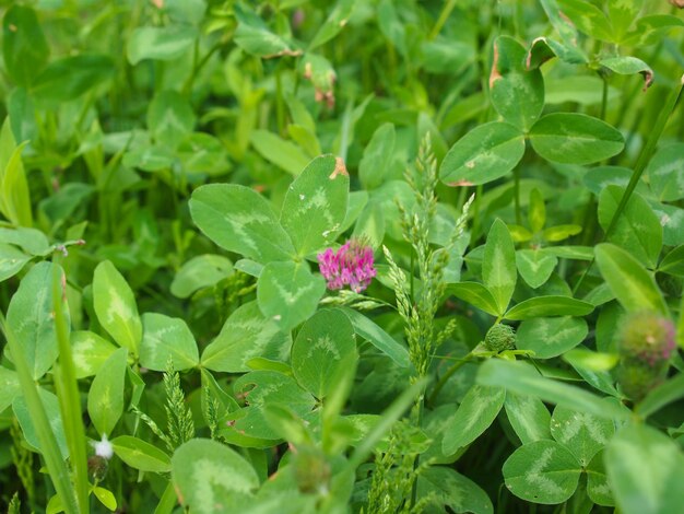 Planta de trébol Trifolium