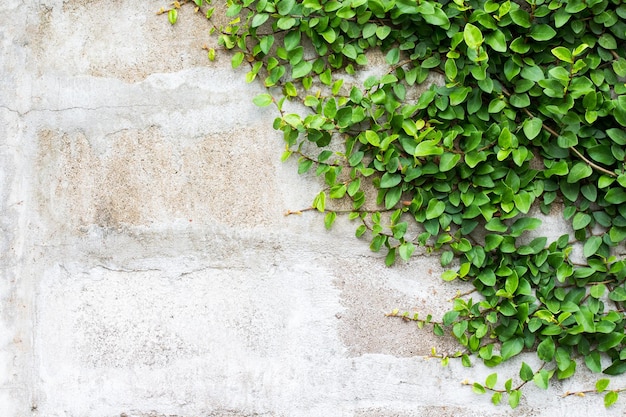 Planta trepadeira verde na parede branca