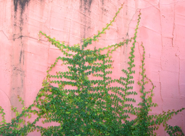 Planta trepadeira verde na parede