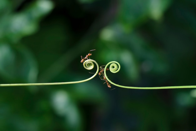 Planta trepadora y hormigas