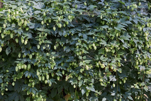 Planta trepadora de lúpulo verde con conos en una pared vertical.