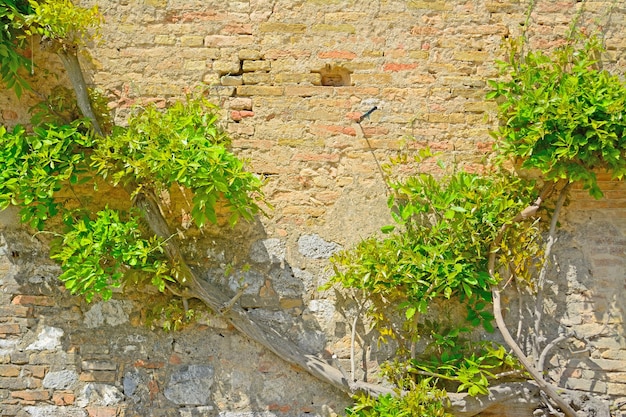 Planta trepadora sobre una pared de ladrillos en San Gimignano Italia