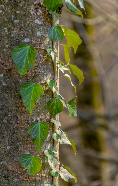 planta trepadora y tallo