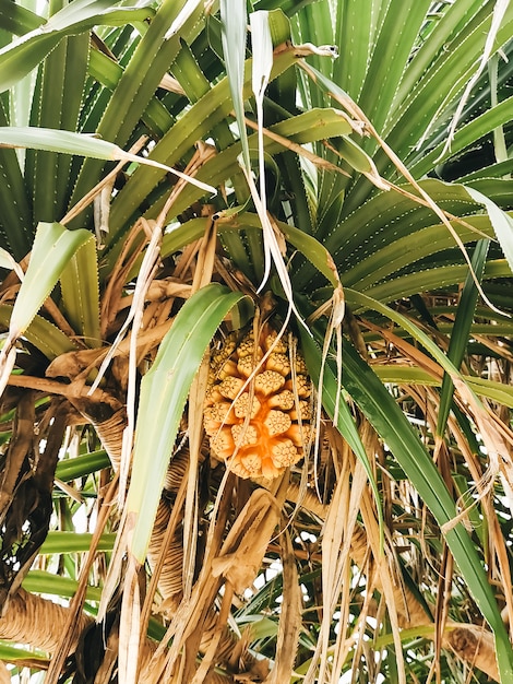 Planta tropical com frutas grandes, tailândia