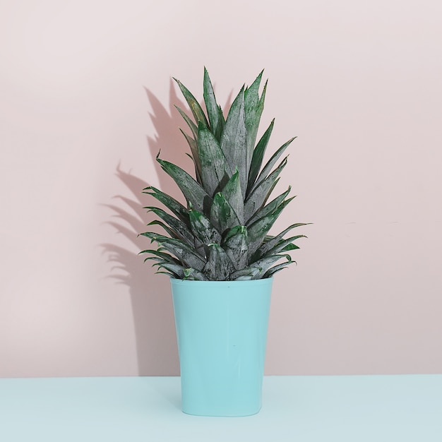 Foto planta tropical da decoração home moderna. cacto em fundo azul rosa. minimalismo flat lay.