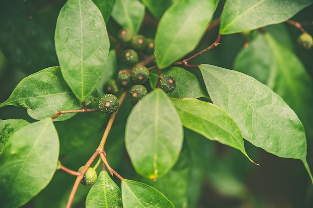 Planta tropical exótica con patrón de bayas verdes