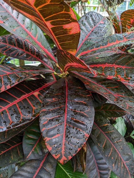 Planta tropical exuberante com veias vermelhas e gotas de água de perto