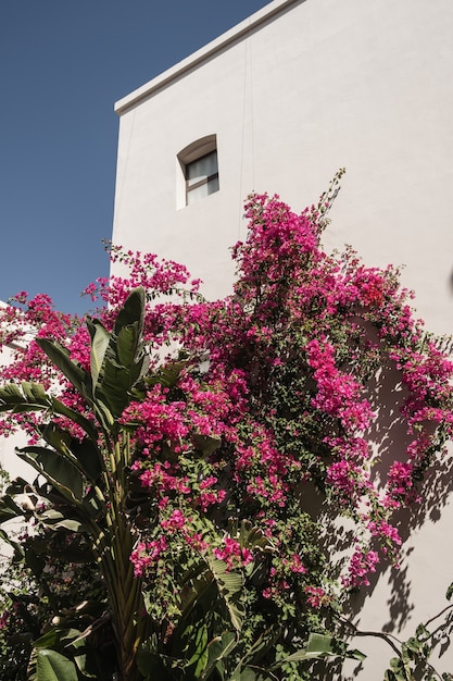 Planta tropical con flores rojas en la pared beige del edificio de la casa.