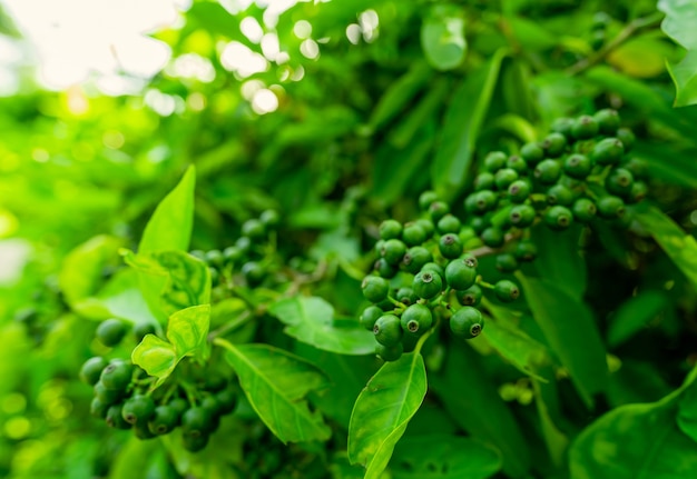 Planta tropical. Grupo de frutas e folhas verdes no fundo desfocado e luz solar.