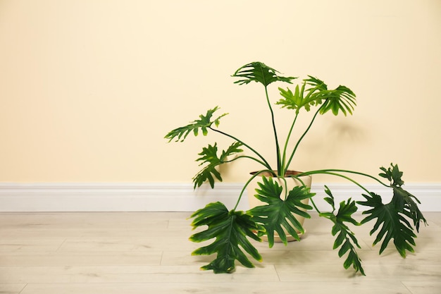 Planta tropical con hojas exuberantes en el suelo cerca de la pared amarilla clara Espacio para texto