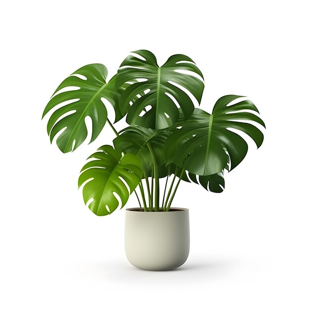 Planta tropical Monstera isolada em branco