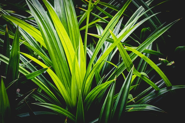 Planta tropical Pandanus amaryllifolius