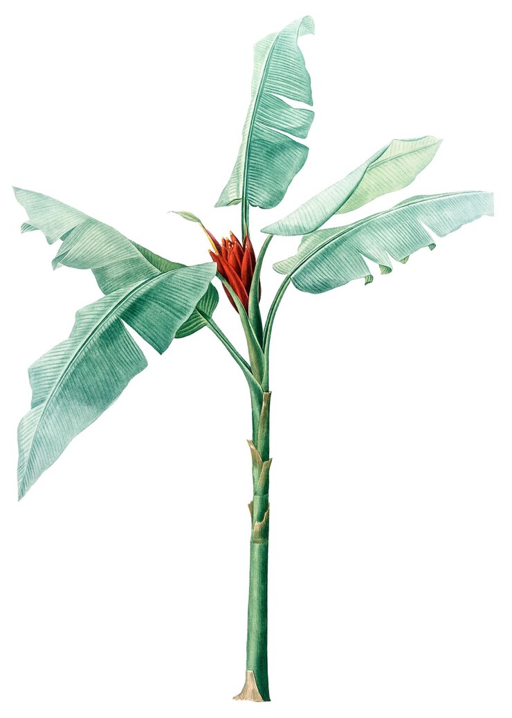 Planta tropical png heliconia de cosecha de fondo transparente