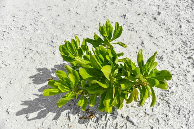 Planta tropical verde en la arena de la playa en Sandbank, Maldivas