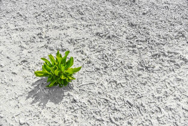 Planta tropical verde en la playa