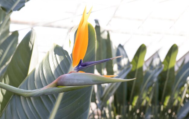 Planta tropical verde que crece en invernadero flor rara strelitzia real o ave del paraíso