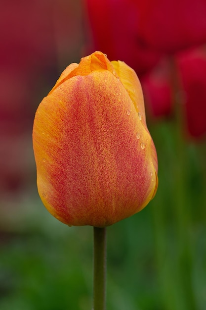 Planta de tulipanes naranjas en el jardín Floración de tulipanes naranjas