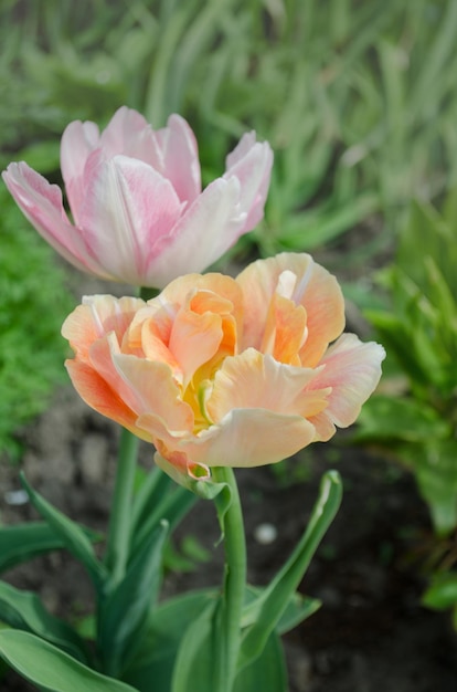 Planta de tulipanes naranjas en el jardín Tulipanes naranjas Ace Pink floreciendo