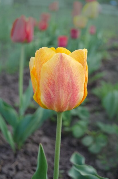 Planta de tulipanes naranjas en el jardín Tulipanes naranjas El Cairo floreciendo