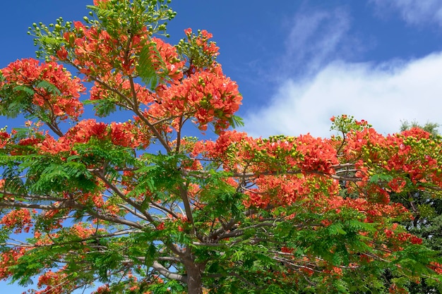 Foto planta de tulipier de gabón