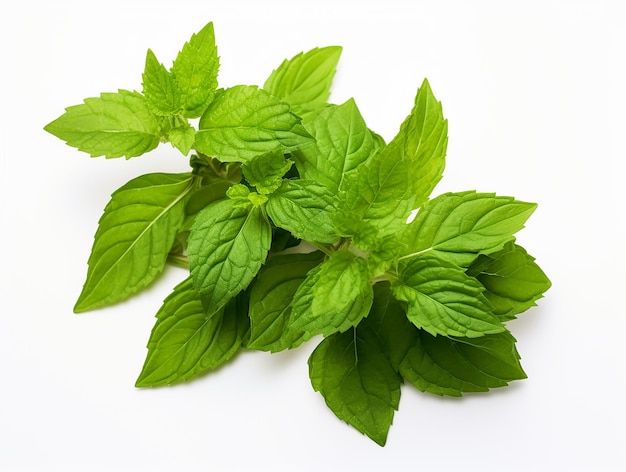 Foto la planta de tulsi en un fondo blanco