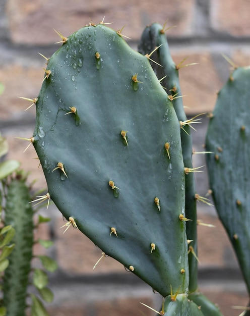 Planta de tuna de cactus Opuntia