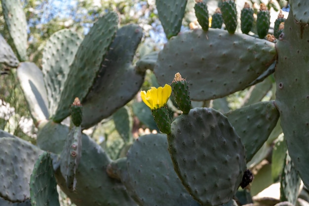 Una planta de tuna con sus hojas carnosas llenas de espinas en un parque público opuntia lindheimeri